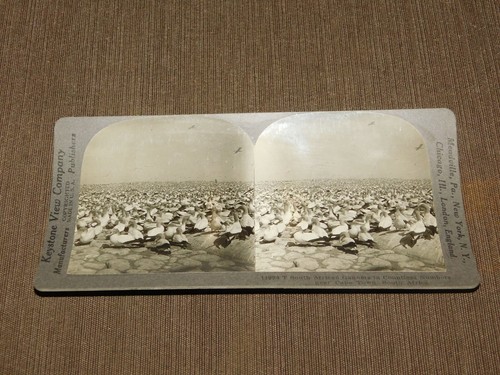 Vintage stereoview stereoscope - stereoview,