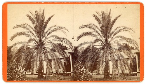 Florida stereoview mandarin - florida,